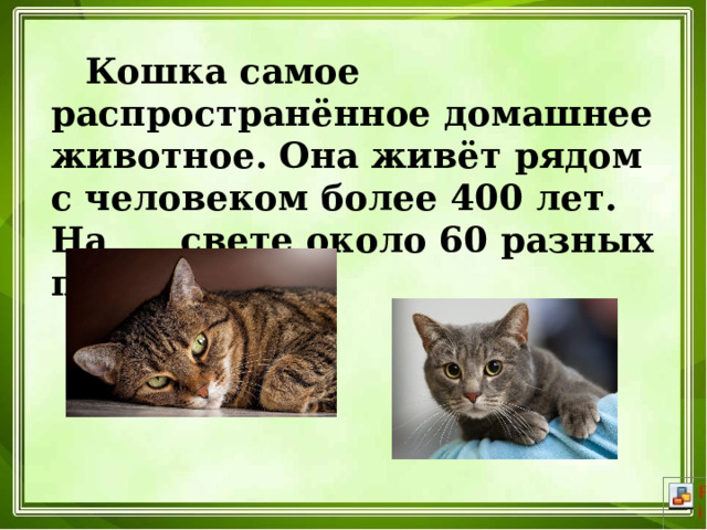  Кошка самое распространённое домашнее животное. Она живёт рядом с человеком более 400 лет. На свете около 60 разных пород кошек. 
