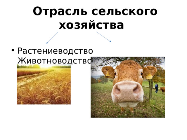  Отрасль сельского хозяйства Растениеводство   Животноводство 