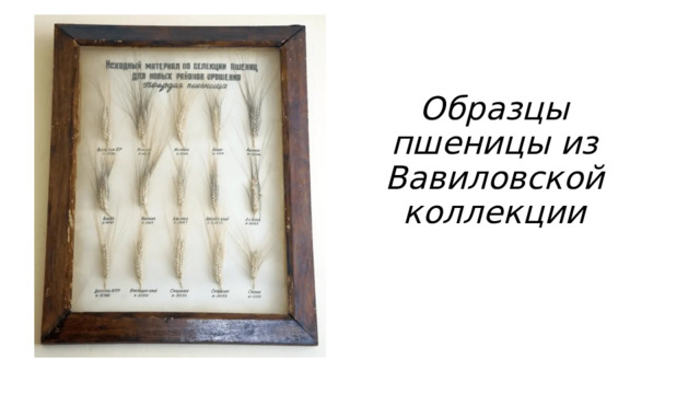 Образцы пшеницы из Вавиловской коллекции 