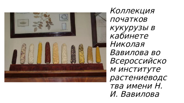 Коллекция початков кукурузы в кабинете Николая Вавилова во Всероссийском институте растениеводства имени Н. И. Вавилова 