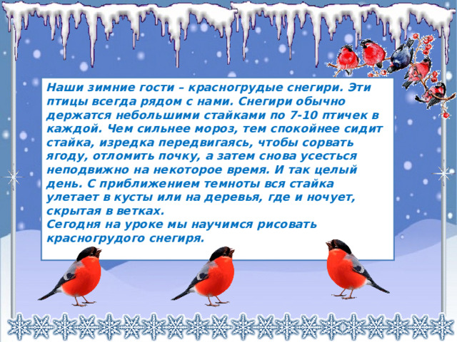 Наши зимние гости – красногрудые снегири. Эти птицы всегда рядом с нами. Снегири обычно держатся небольшими стайками по 7-10 птичек в каждой. Чем сильнее мороз, тем спокойнее сидит стайка, изредка передвигаясь, чтобы сорвать ягоду, отломить почку, а затем снова усесться неподвижно на некоторое время. И так целый день. С приближением темноты вся стайка улетает в кусты или на деревья, где и ночует, скрытая в ветках. Сегодня на уроке мы научимся рисовать красногрудого снегиря.  