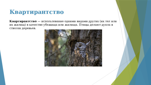 Квартирантство Квартирантство — использование одними видами других (их тел или их жилищ) в качестве убежища или жилища. Птицы делают дупла в стволах деревьев. 