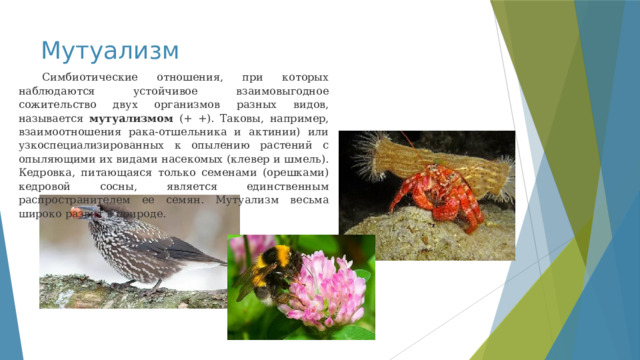 Мутуализм Симбиотические отношения, при которых наблюдаются устойчивое взаимовыгодное сожительство двух организмов разных видов, называется мутуализмом (+ +). Таковы, например, взаимоотношения рака-отшельника и актинии) или узкоспециализированных к опылению растений с опыляющими их видами насекомых (клевер и шмель). Кедровка, питающаяся только семенами (орешками) кедровой сосны, является единственным распространителем ее семян. Мутуализм весьма широко развит в природе. 