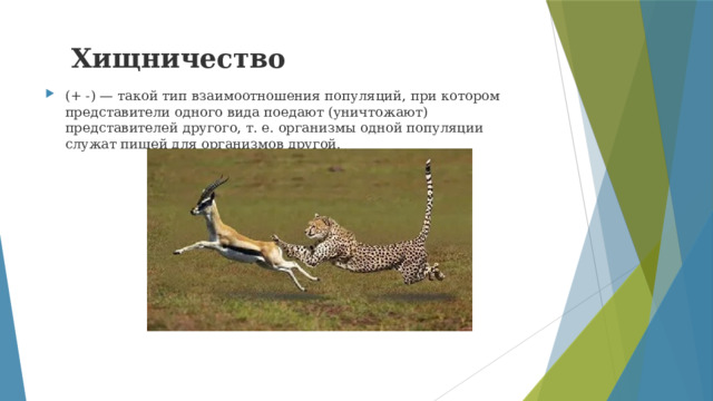 Хищничество    (+ -) — такой тип взаимоотношения популяций, при котором представители одного вида поедают (уничтожают) представителей другого, т. е. организмы одной популяции служат пищей для организмов другой. 