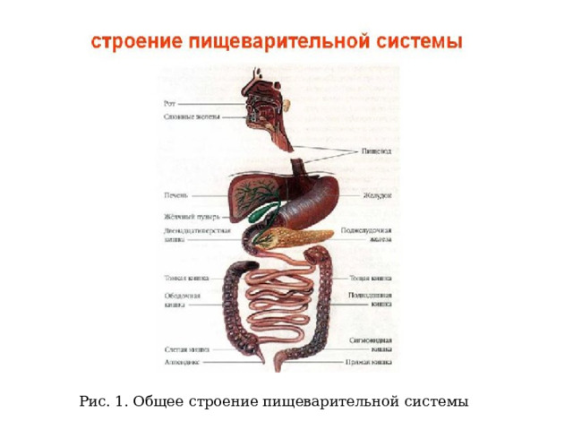 Рис. 1. Общее строение пищеварительной системы 