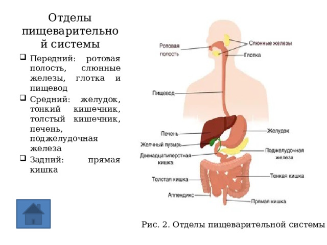 Отделы пищеварительной системы Передний: ротовая полость, слюнные железы, глотка и пищевод Средний: желудок, тонкий кишечник, толстый кишечник, печень, поджелудочная железа Задний: прямая кишка Рис. 2. Отделы пищеварительной системы 