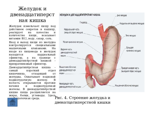 Желудок и двенадцатиперстная кишка Желудок измельчает пищу под действием секретов в кашицу, реагирует на качество и количество пищи, всасывает витамин В12, воду, сахар, соль. Вход и выход пищи из желудка контролируется специальными мышечными клапанами. На входе из пищевода в желудок находится кардиальный сфинктер, а на границе с двенадцатипёрстной кишкой – привратниковый сфинктер. Двенадцатипёрстная кишка – самый короткий отдел кишечника, отходящий от желудка. Охватывает подковой поджелудочную железу. В полость открываются протоки печени и поджелудочной железы. В двенадцатипёрстной кишке пища расщепляется на жиры, белки, углеводы. Здесь слабощелочная среда. Рис. 4. Строение желудка и двенатцатиперстной кишки 