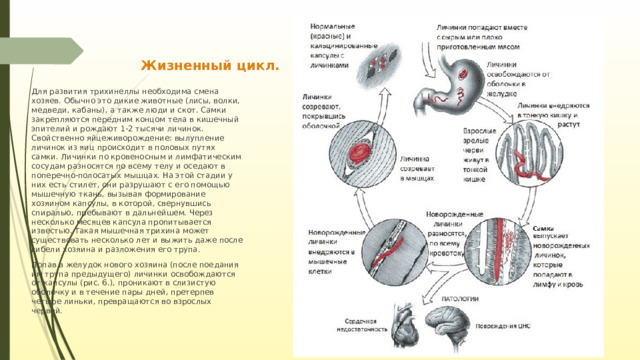 Жизненный цикл. Для развития трихинеллы необходима смена хозяев. Обычно это дикие животные (лисы, волки, медведи, кабаны), а также люди и скот. Самки закрепляются передним концом тела в кишечный эпителий и рождают 1-2 тысячи личинок. Свойственно яйцеживорождение: вылупление личинок из яиц происходит в половых путях самки. Личинки по кровеносным и лимфатическим сосудам разносятся по всему телу и оседают в поперечно-полосатых мышцах. На этой стадии у них есть стилет, они разрушают с его помощью мышечную ткань, вызывая формирование хозяином капсулы, в которой, свернувшись спиралью, пребывают в дальнейшем. Через несколько месяцев капсула пропитывается известью. Такая мышечная трихина может существовать несколько лет и выжить даже после гибели хозяина и разложения его трупа. Попав в желудок нового хозяина (после поедания им трупа предыдущего) личинки освобождаются от капсулы (рис. 6.), проникают в слизистую оболочку и в течение пары дней, претерпев четыре линьки, превращаются во взрослых червей. 