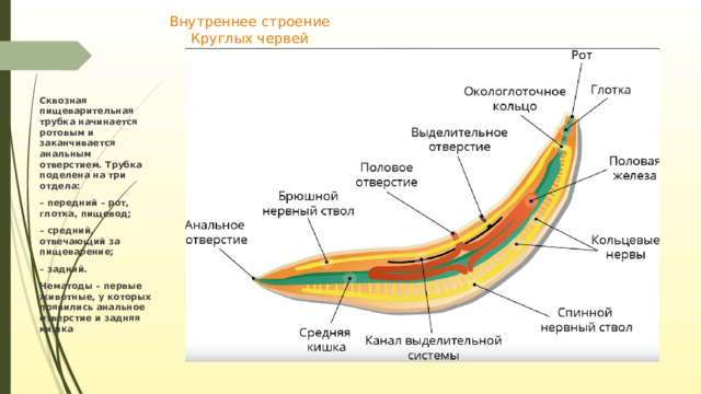 Внутреннее строение Круглых червей Сквозная пищеварительная трубка начинается ротовым и заканчивается анальным отверстием. Трубка поделена на три отдела: – передний – рот, глотка, пищевод; – средний, отвечающий за пищеварение; – задний. Нематоды – первые животные, у которых появились анальное отверстие и задняя кишка 