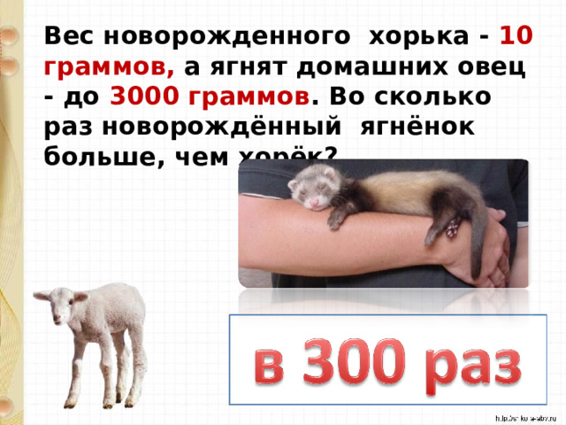 Вес новорожденного хорька - 10 граммов, а ягнят домашних овец - до 3000 граммов . Во сколько раз новорождённый ягнёнок больше, чем хорёк? 