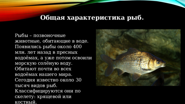  Общая характеристика рыб. Рыбы – позвоночные животные, обитающие в воде. Появились рыбы около 400 млн. лет назад в пресных водоёмах, а уже потом освоили морскую солёную воду. Обитают почти во всех водоёмах нашего мира. Сегодня известно около 30 тысяч видов рыб. Классифицируются они по скелету: хрящевой или костный. 