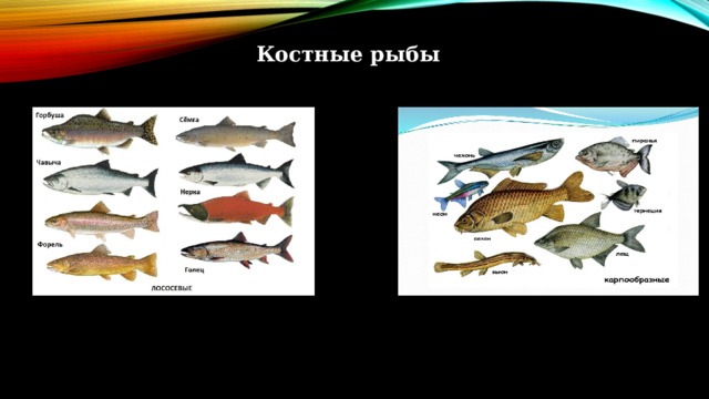 Костные рыбы 