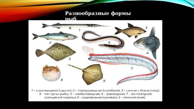 Разнообразные формы рыб 