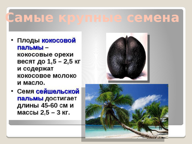 Самые крупные семена 