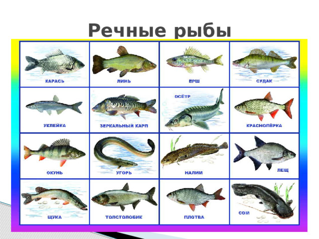 Речные рыбы 