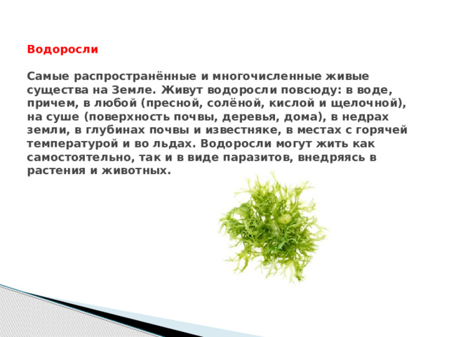Водоросли           Водоросли   Самые распространённые и многочисленные живые существа на Земле. Живут водоросли повсюду: в воде, причем, в любой (пресной, солёной, кислой и щелочной), на суше (поверхность почвы, деревья, дома), в недрах земли, в глубинах почвы и известняке, в местах с горячей температурой и во льдах. Водоросли могут жить как самостоятельно, так и в виде паразитов, внедряясь в растения и животных. 