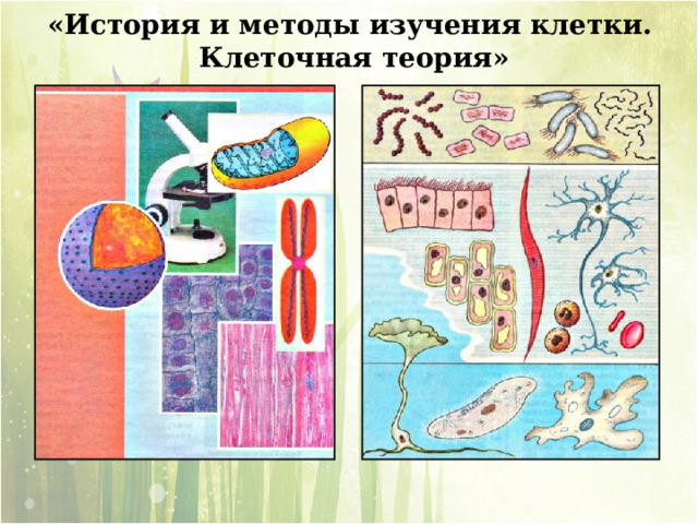 «История и методы изучения клетки. Клеточная теория»  