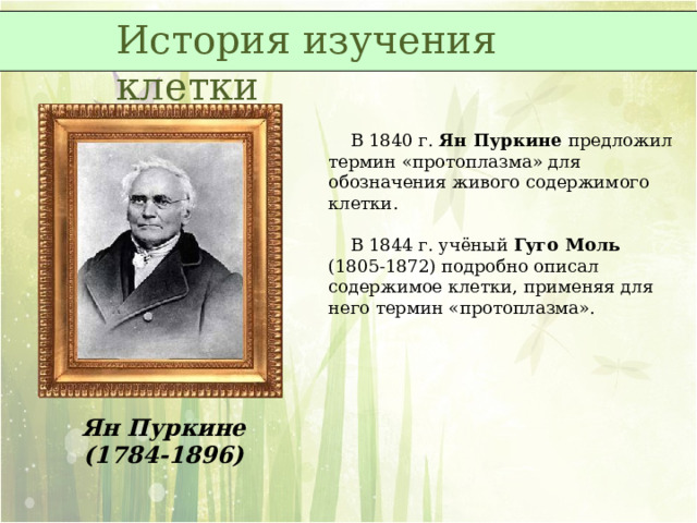 История изучения клетки  В 1840 г. Ян Пуркине предложил термин «протоплазма» для обозначения живого содержимого клетки.  В 1844 г. учёный Гуго Моль (1805-1872) подробно описал содержимое клетки, применяя для него термин «протоплазма». Ян Пуркине (1784-1896) 