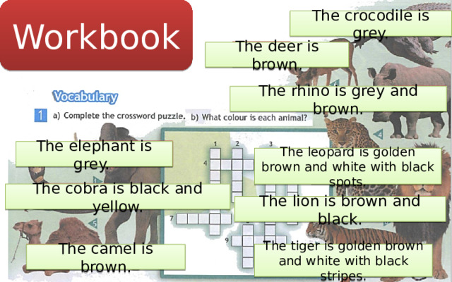 Workbook The crocodile is grey. crocodile deer The deer is brown. rhino The rhino is grey and brown. elephant The elephant is grey. The leopard is golden brown and white with black spots. leopard cobra The cobra is black and yellow. lion The lion is brown and black. The tiger is golden brown and white with black stripes. camel The camel is brown. tiger 