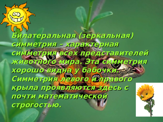 Билатеральная (зеркальная) симметрия – характерная симметрия всех представителей животного мира. Эта симметрия хорошо видна у бабочки. Симметрия левого и правого крыла проявляются здесь с почти математической строгостью.  