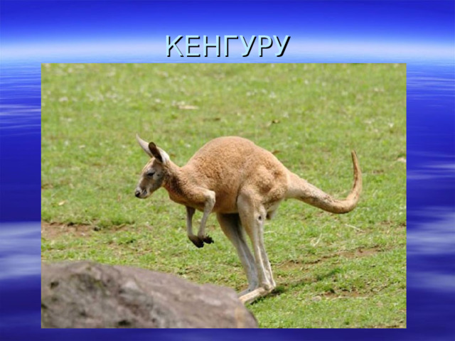 КЕНГУРУ 