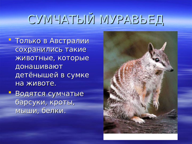 СУМЧАТЫЙ МУРАВЬЕД Только в Австралии сохранились такие животные, которые донашивают детёнышей в сумке на животе. Водятся сумчатые барсуки, кроты, мыши, белки. 