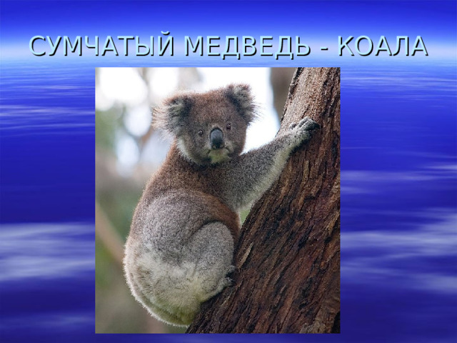 СУМЧАТЫЙ МЕДВЕДЬ - КОАЛА 