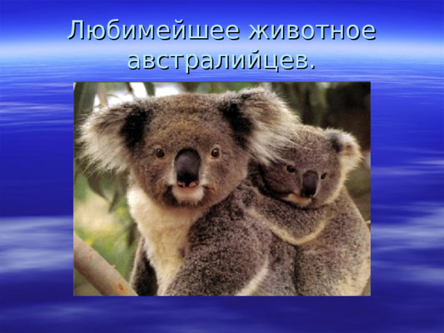 Любимейшее животное австралийцев. 