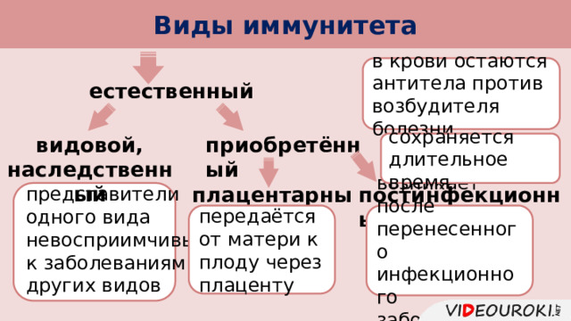 Виды иммунитета      в крови остаются антитела против возбудителя болезни естественный приобретённый видовой, наследственный сохраняется длительное время постинфекционный плацентарный представители одного вида невосприимчивы к заболеваниям других видов передаётся от матери к плоду через плаценту возникает после перенесенного инфекционного заболевания 