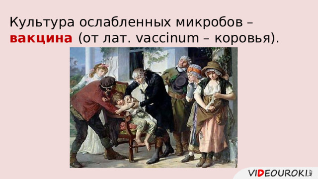 Культура ослабленных микробов – вакцина (от лат. vaccinum – коровья). 