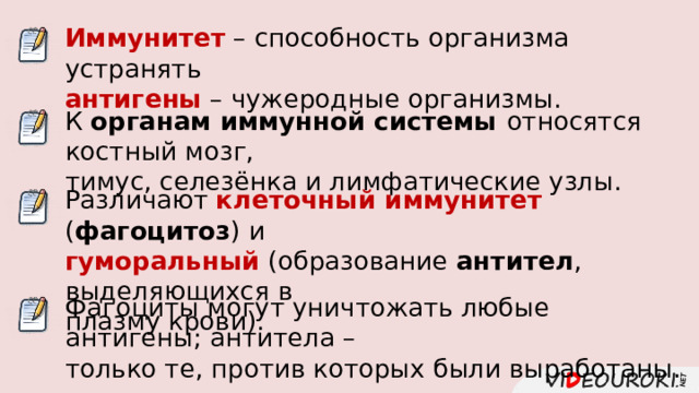 Иммунитет – способность организма устранять антигены – чужеродные организмы. К органам иммунной системы относятся костный мозг, тимус, селезёнка и лимфатические узлы. Различают клеточный иммунитет ( фагоцитоз ) и гуморальный (образование антител , выделяющихся в плазму крови). Фагоциты могут уничтожать любые антигены; антитела – только те, против которых были выработаны. 
