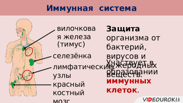 Иммунная система Защита организма от бактерий, вирусов и чужеродных веществ. вилочковая железа (тимус) селезёнка Участвует в образовании иммунных клеток . лимфатические узлы красный костный мозг 