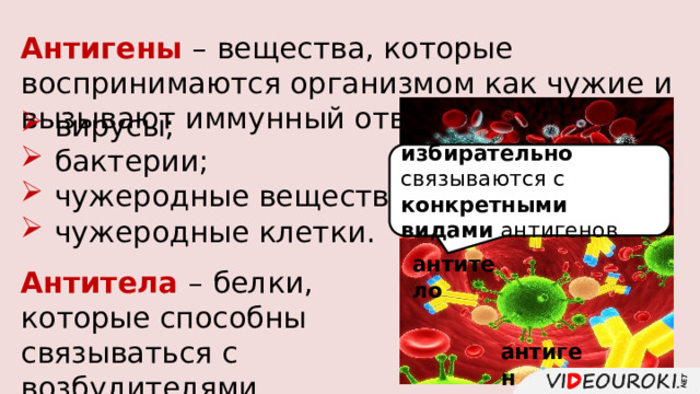 Антигены – вещества, которые воспринимаются организмом как чужие и вызывают иммунный ответ.  вирусы;  бактерии;  чужеродные вещества; избирательно связываются с конкретными видами антигенов  чужеродные клетки. антитело Антитела – белки, которые способны связываться с возбудителями заболеваний. антиген 