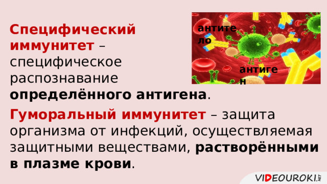 Специфический иммунитет – специфическое распознавание определённого  антигена . антитело антиген Гуморальный иммунитет – защита организма от инфекций, осуществляемая защитными веществами, растворёнными в плазме крови . 
