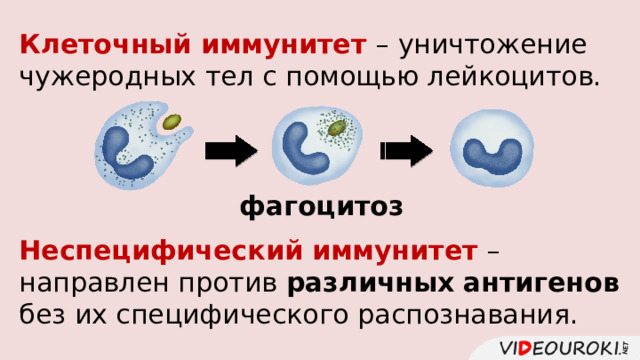Клеточный иммунитет – уничтожение чужеродных тел с помощью лейкоцитов. фагоцитоз Неспецифический иммунитет – направлен против различных  антигенов без их специфического распознавания. 