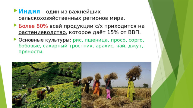 Индия – один из важнейших сельскохозяйственных регионов мира. Более 80% всей продукции с/х приходится на растениеводство , которое даёт 15% от ВВП. Основные культуры: рис, пшеница, просо, сорго, бобовые, сахарный тростник, арахис, чай, джут, пряности. 