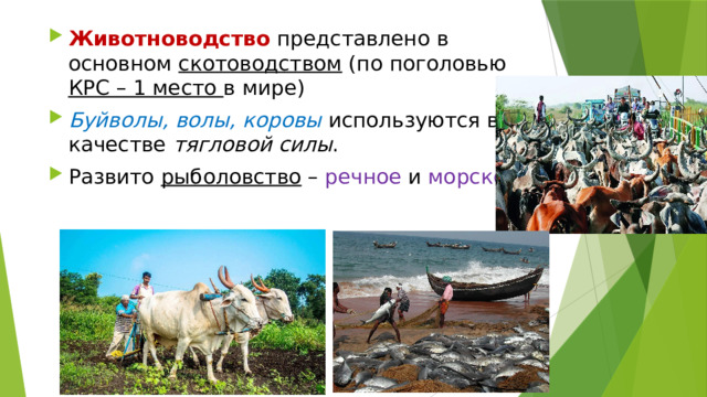 Животноводство представлено в основном скотоводством (по поголовью КРС – 1 место в мире) Буйволы, волы, коровы используются в качестве тягловой силы . Развито рыболовство – речное и морское . 