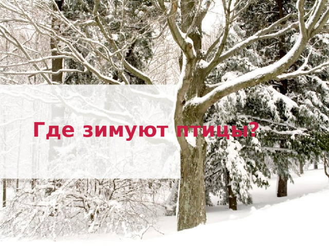Где зимуют птицы?  