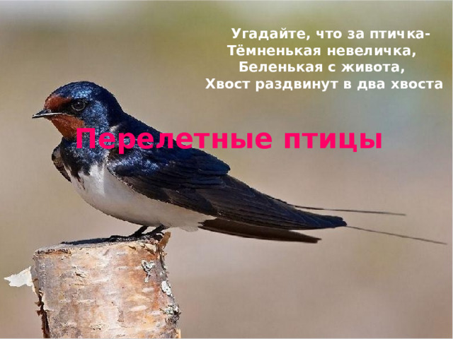  Угадайте, что за птичка-  Тёмненькая невеличка,  Беленькая с живота,  Хвост раздвинут в два хвоста Перелетные птицы 