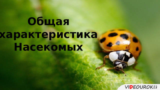 Общая характеристика Насекомых 