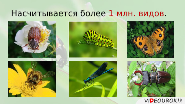 Насчитывается более 1 млн. видов . 