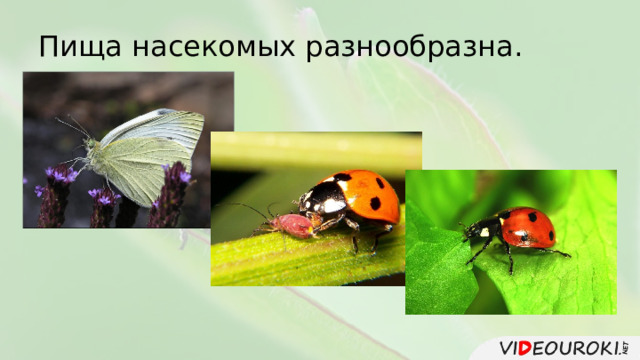 Пища насекомых разнообразна. 