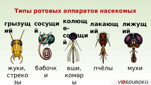 Типы ротовых аппаратов насекомых колюще-сосущий грызущий сосущий лакающий лижущий жуки, бабочки вши, пчёлы стрекозы комары мухи 