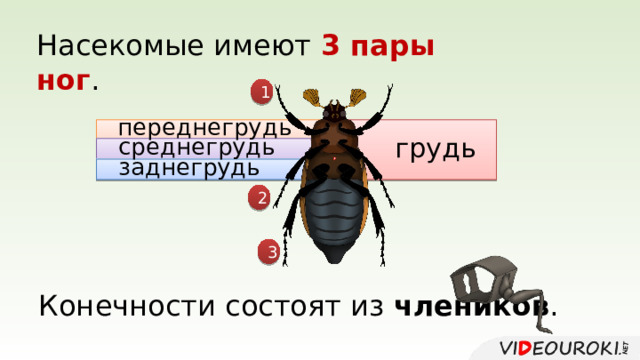 Насекомые имеют 3 пары  ног . 1 переднегрудь грудь среднегрудь заднегрудь 2 3 Конечности состоят из члеников . 