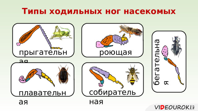 бегательная Типы ходильных ног насекомых прыгательная роющая собирательная плавательная 