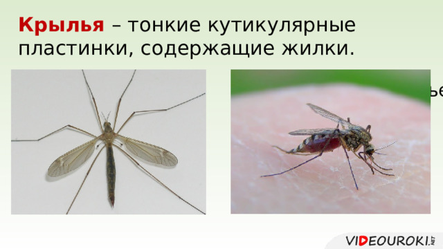 Крылья – тонкие кутикулярные пластинки, содержащие жилки. надкрылье среднегрудь заднегрудь крыло 