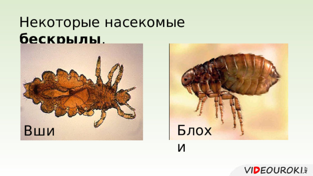 Некоторые насекомые бескрылы . Блохи Вши 