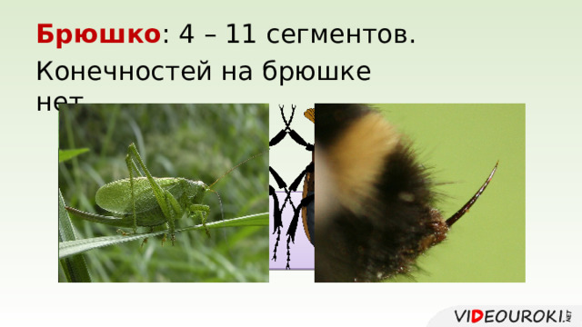 Брюшко : 4 – 11 сегментов. Конечностей на брюшке нет. брюшко 