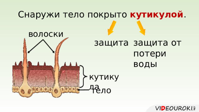 Снаружи тело покрыто кутикулой . волоски защита защита от потери воды кутикула тело 