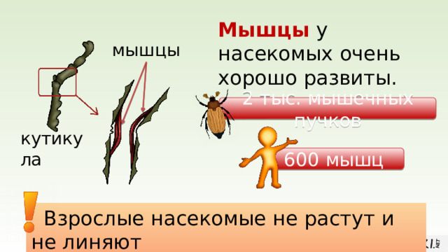 Мышцы у насекомых очень хорошо развиты. мышцы 2 тыс. мышечных пучков кутикула 600 мышц  Взрослые насекомые не растут и не линяют 